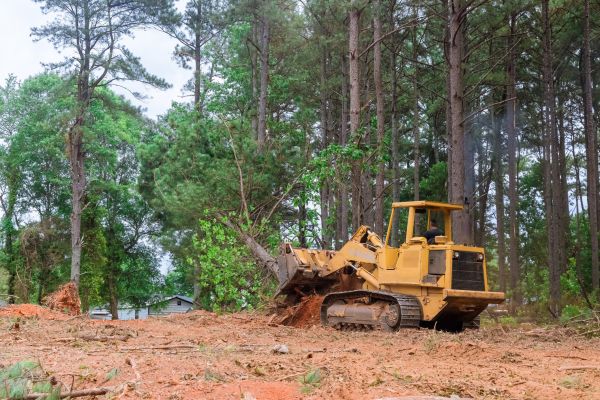 Cost of Trees Clearing in Rocky Mount