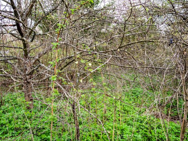 Cost of Underbrush Clearing in Rocky Mount