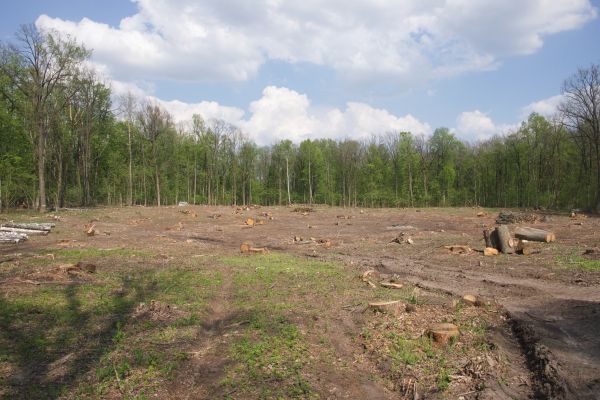 Cost of Pasture Clearing in Rocky Mount