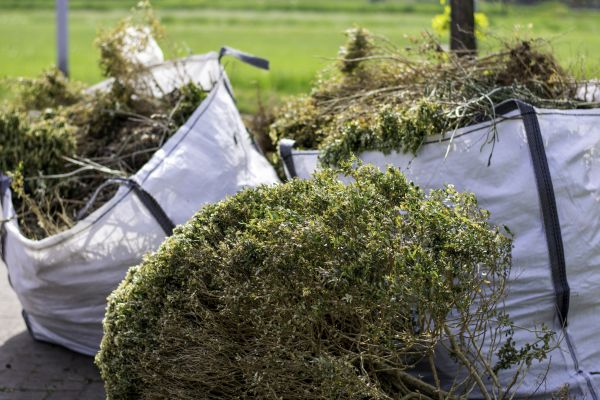 Cost of Bushes Clearing in Rocky Mount