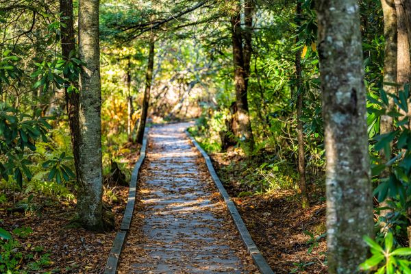 Cost of Trail Clearing in Rocky Mount