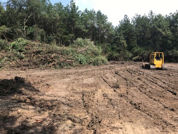 Cost of Thicket Clearing in Rocky Mount