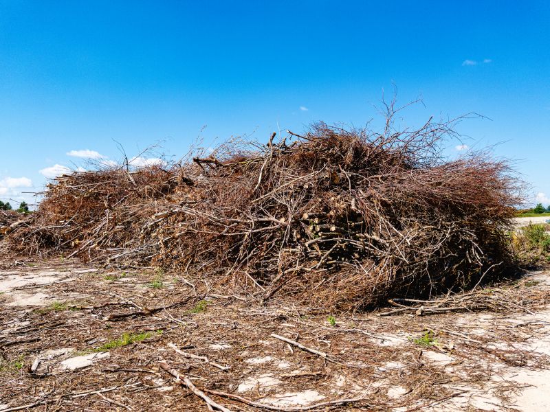 Brush and Tree Removal