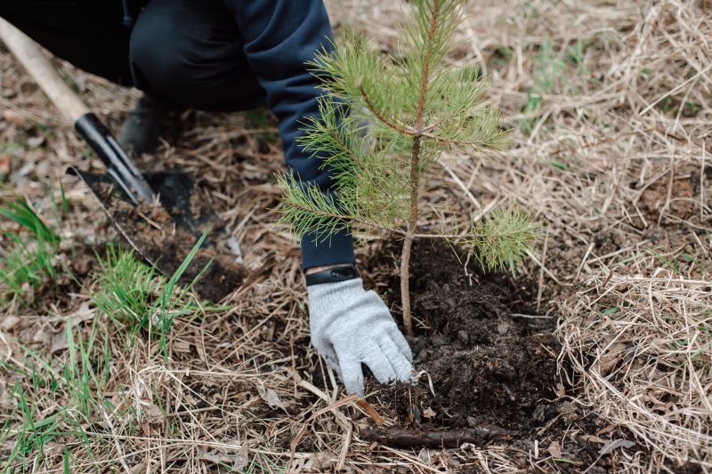 Pine Tree Clearing